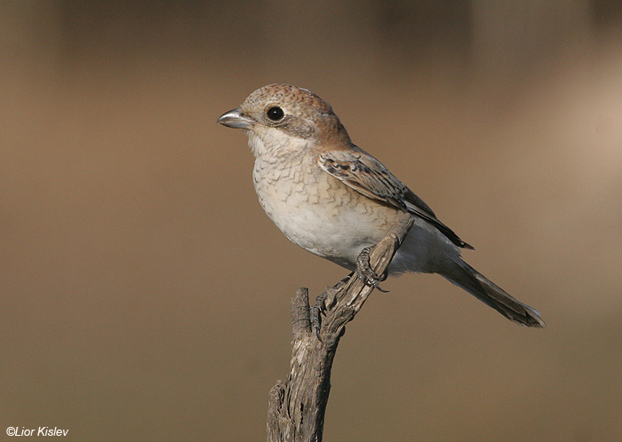      Woodchat Shrike  Lanius senator                     , , 2009.: 